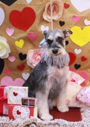 20230203銀次くん